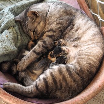 Ilustrasi kucing betina yang baru melahirkan, induk kucing sedang menyusui anak-anaknya. 