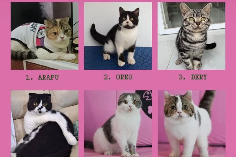 Kucing peliharaan Uya Kuya yang hilang. 