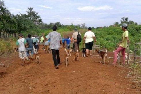 Dua Hari Hilang, Pemburu Babi Asal Agam Ditemukan Tewas Tersangkut Batu Besar