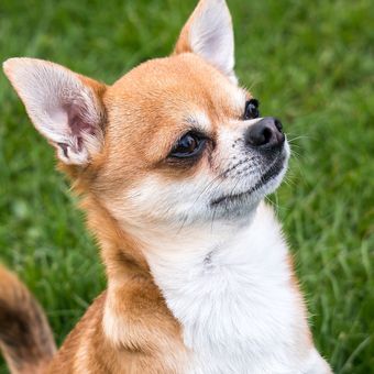 Ilustrasi ras anjing Chihuahua yang berbulu pendek. 