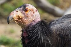 Pertama di Dunia, Burung Condor California Lahir Tanpa Pejantan