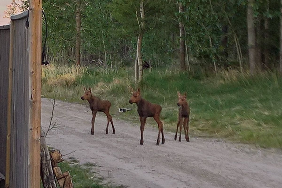Ketiga anak rusa besar kembar yang terekam kamera.