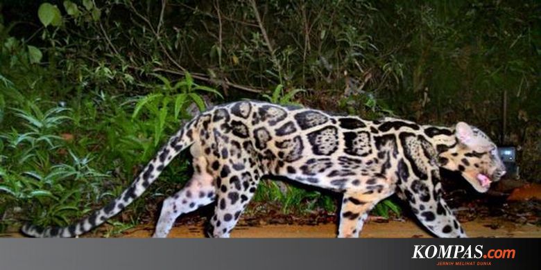 Download 6800 Koleksi Gambar Harimau Kalimantan Terbaik Gratis HD