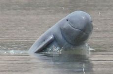 Rare Sighting of Irrawaddy Dolphins in Indonesia’s East Kalimantan Caught on Video