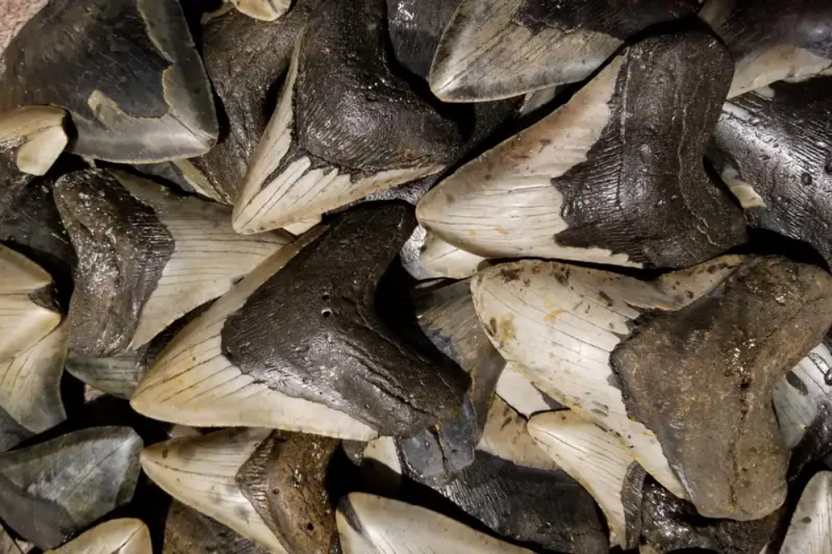 Koleksi fosil gigi hiu megalodon yang ditemukan di North Carolina. Predator laut di posisi puncak  rantai makanan. 