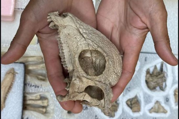 Tengkorak dinosaurus Zavacephale Rinpoche lebih kecil daripada tengkorak kerabatnya yang muncul kemudian 