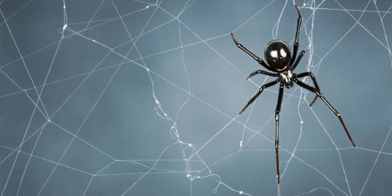 laba-laba paling beracun di dunia, black widow