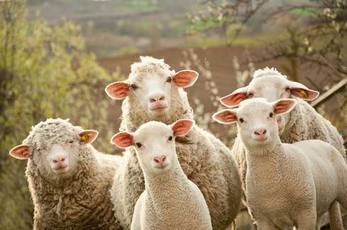 Seorang Peternak Perancis Daftarkan 15 Dombanya ke Sekolah Dasar
