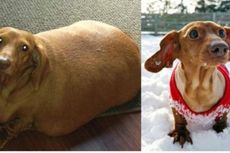 Kisah Dennis, Anjing Kecil yang Sukses Menjalani Diet