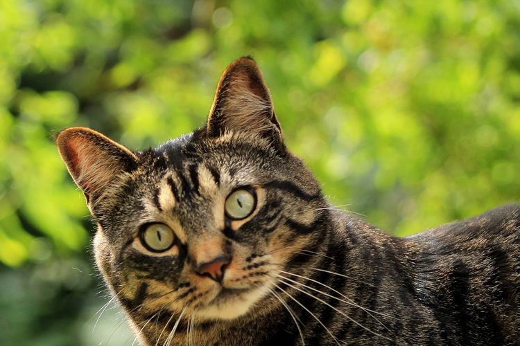 Ilustrasi kucing di halaman rumah.