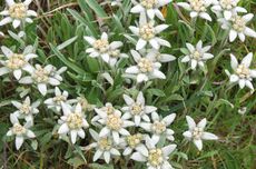 Mengenal Bunga Edelweiss, dari Arti, Asal, hingga Manfaat