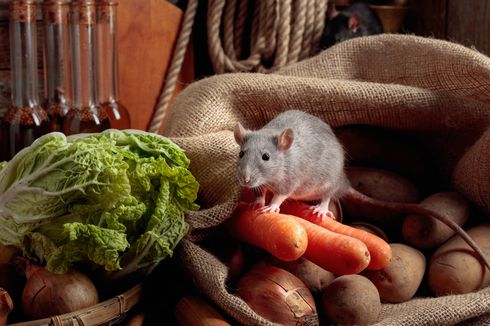 8 Makanan yang Bikin Tikus Masuk Rumah, Bersihkan untuk Mengusirnya