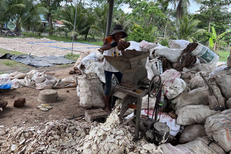 Jelang Idul Adha, Produksi Gaplek untuk Hewan Kurban di Pangandaran Meningkat