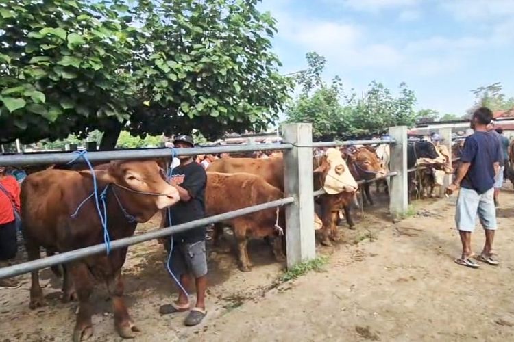 Jelang hari raya Idul Adha harga sapi kurban di pasar hewan Kabupaten Ponorogoi turun antara Rp 1 juta hingga Rp 1,5 juta. Sepi pembeli menjadi faktor pedagang menurunkan harga agar sapi kurban milik mereka laku karena hari ini merupakan hari terakhir pasar sapi dibuka sebelum hari raya Idual Adha yang jatuh pada Hari Jumat (6/6/) besok.