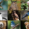 Klasifikasi Aves dan Contohnya