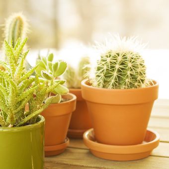 Ilustrasi pot tanah liat, pot terakota, tanaman kaktus di pot tanah liat. 