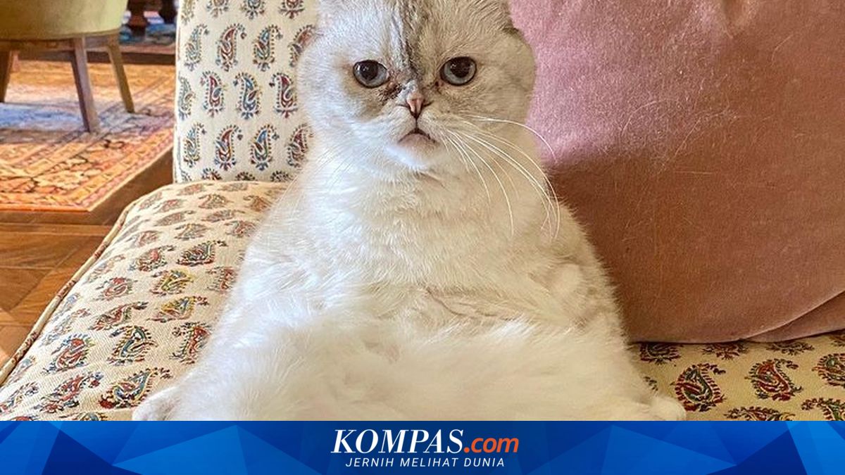 Meski Gaji Rp800 Juta per Hari, Kekayaan Travis Kelce Tak Beda Jauh dengan Kucing Taylor Swift