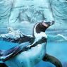 Jakarta Aquarium Buka Lagi, Harga Tiket Mulai Rp 135.000
