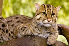 Kucing Bakau, Si Pandai Memancing yang Tak Takut Air