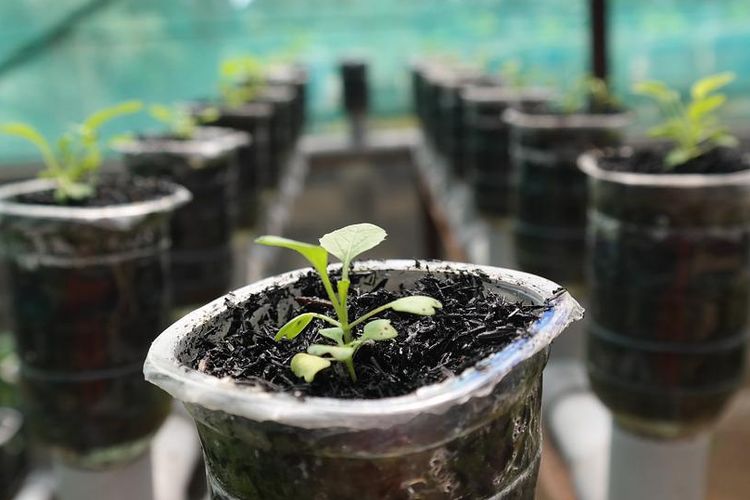 Ilustrasi hidroponik sistem wick