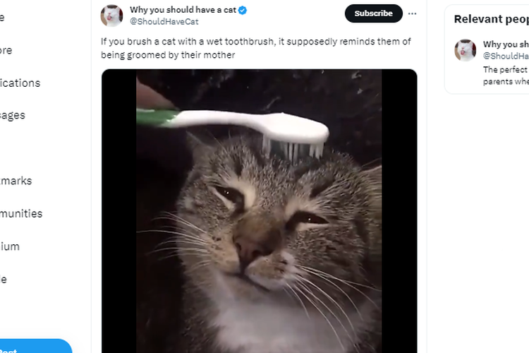 Tangkapan layar unggahan video yang memperlihatkan kucing disebut teringat ibunya saat dibelai menggunakan sikat gigi basah