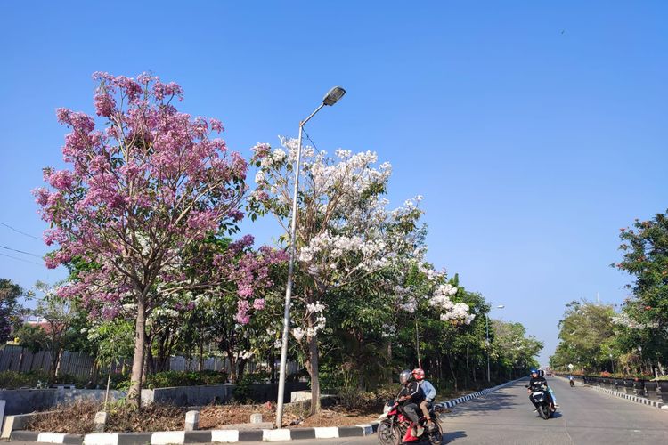 Bunga Tabebuya yang mekar di sekitar Jalan Madukoro Raya, Kecamatan Semarang Barat, Kota Semarang, Kamis (5/10/2023).

