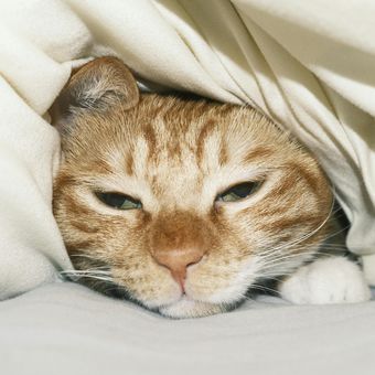 Kucing di dalam selimut