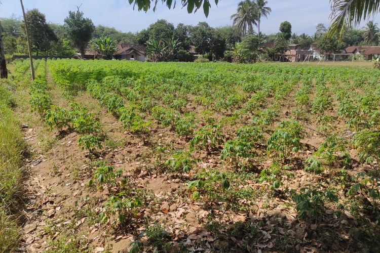 Balai Perekonomian Desa (Balkondes) Wringinputih di Kecamatan Borodubur, Magelang, Jawa Tengah berdiri di lahan seluas 1,5 hektar. Dulunya, Balkondes Wringinputih merupakan ladang tebu, singkong, dan pepaya.