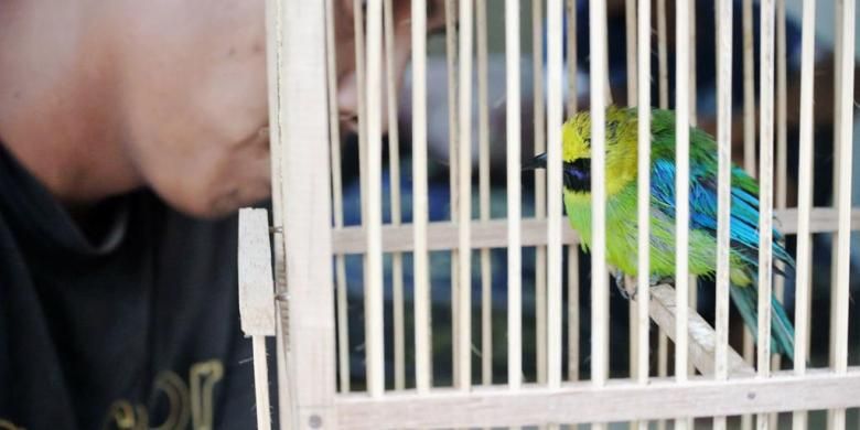 Salah satu burung murai yang disita Balai Besar Taman Nasional Gunung Leuser dari para pemburu, Senin (29/2/2016). Pemburuan burung marak di TNGL karena harga jualnya yang tinggi, sebanyak delapan orang ditangkap saat berburu akhir pekan lalu.