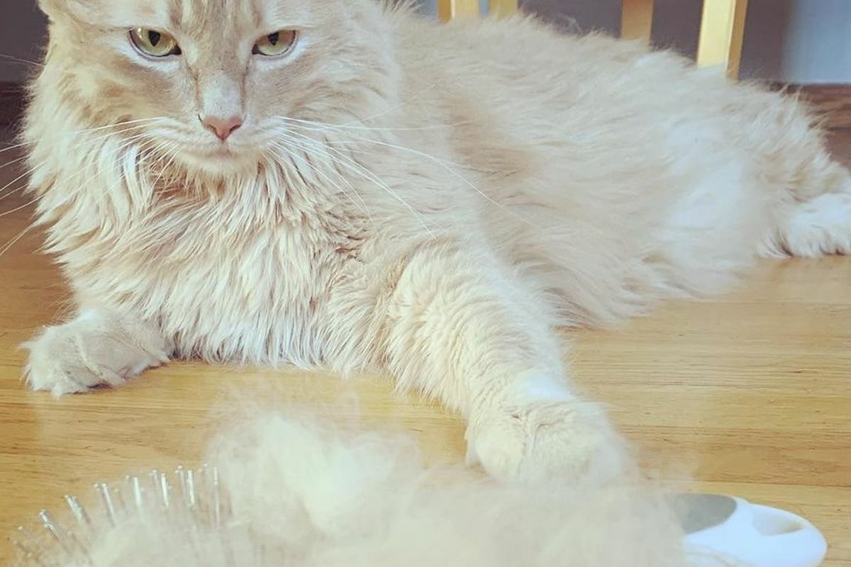 Bulu kucing yang rontok