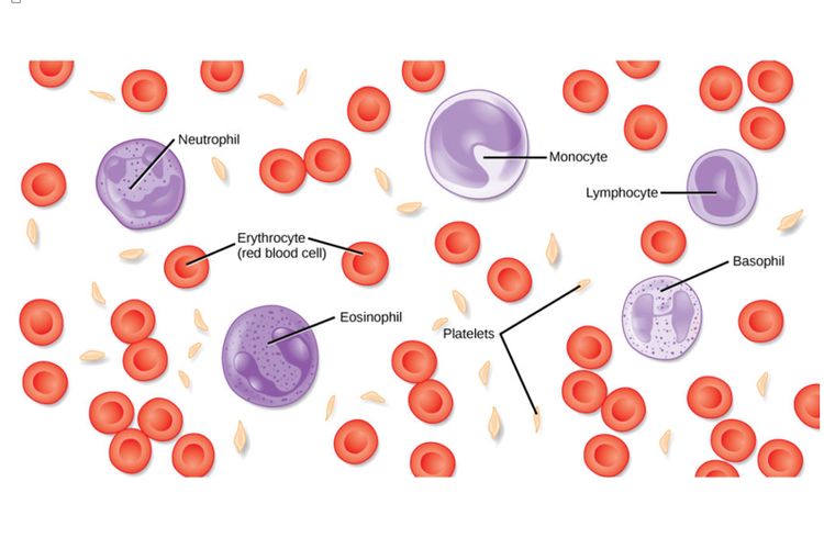 Sel darah merah, sel darah putih, dan trombosit dalam plasma darah