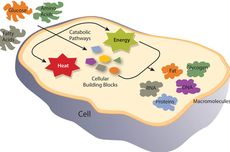 Metabolisme pada Tubuh Manusia