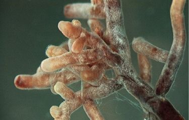 Yalangoch Koktebel plyaji fotosurati