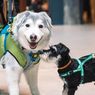 4 Tips Mengajak Anjing Jalan-jalan Sore di Tengah Suhu Panas
