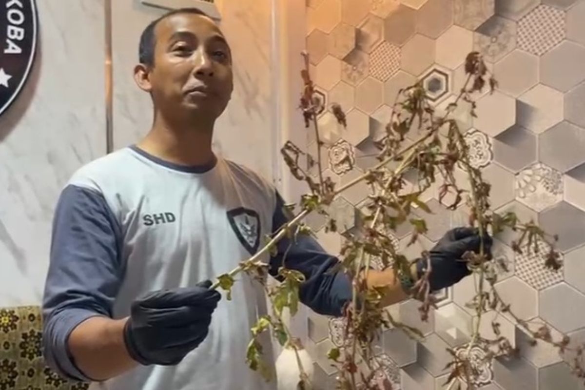 Kasatresnarkoba Polres Ponorogo, Iptu Moh Mustofa Sahid memperlihatkan pohon yang mirip dengan pohon ganja yang ditemukan warga. Dari hasil pemeriksaan pohon yang mirip dengan pohon ganja tersebut ternyata pohon kenaf.