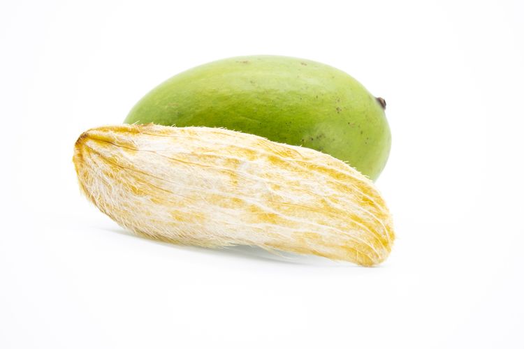 ilustrasi biji mangga. 