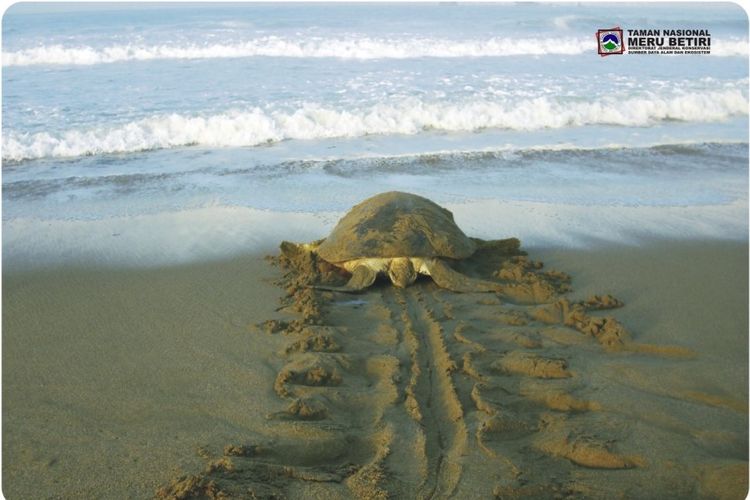 Penyu hijau di Pantai Sukamade, Taman Nasional Meru Betiri, Banyuwangi 
