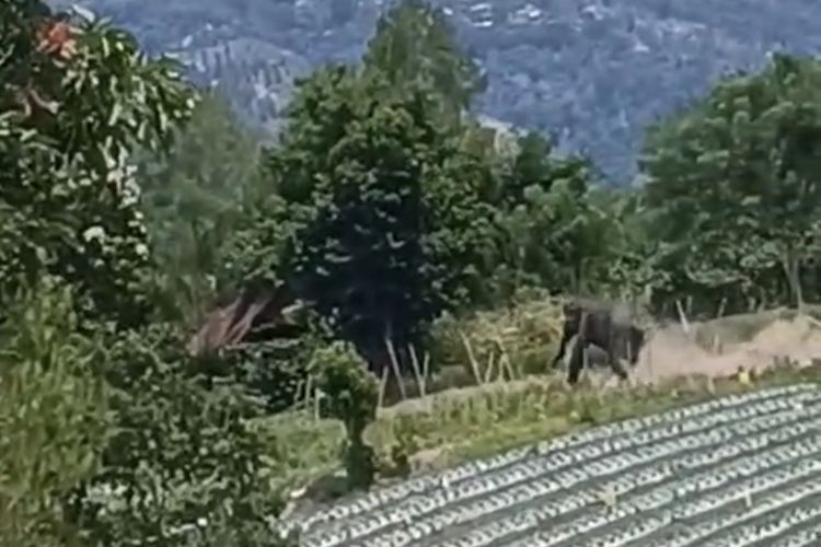 Gajah Masuk Perkebunan Warga di Ketol Aceh Tengah, BKSDA Akan Tinjau Lokasi