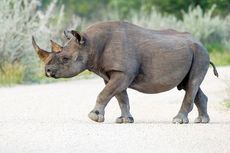 Pemburu Gelap Luka Parah Diserang Badak yang Diincarnya