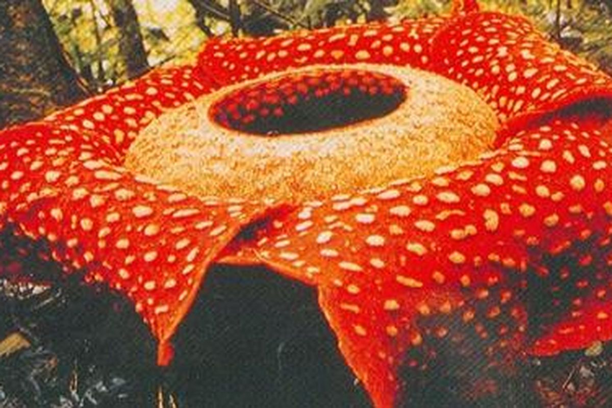 Bunga Raflesia Arnoldia