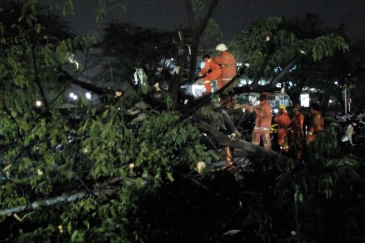 18 sepeda motor tertimpa pohon tumbang di Puri Indah Mal, Kembangan, Jakarta Barat pada Selasa (11/13/2018) diduga akibat hujan deras dan angin kencang sore tadi. 