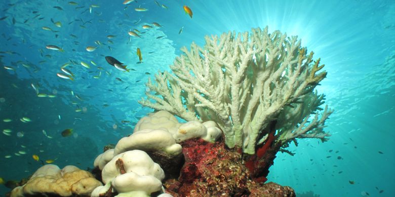Ilustrasi pemutihan karang menyebabkan terumbu karang kelaparan dan tidak sehat. Kondisi ini akibat suhu air laut naik sebagai dampak pemanasan global yang mengancam ekosistem laut.