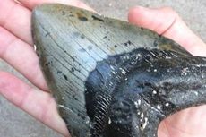 Gigi Hiu Kuno Berusia Jutaan Tahun Ditemukan di Pantai Australia