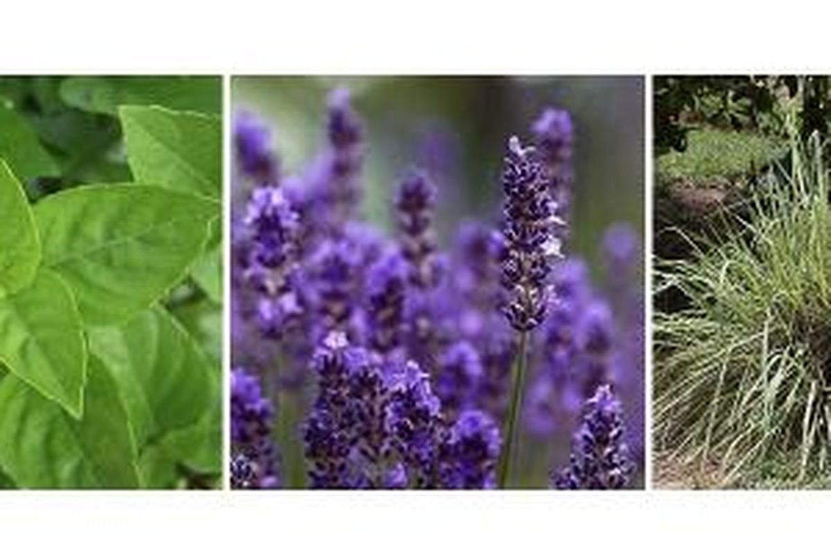 Tanaman-tanaman yang dipercaya bisa mengusir nyamuk, antara lain basil (Ocimum basilicum), lavender (Lavandula angustifolia), dan rumput Citronella (Cymbopogon nardus).