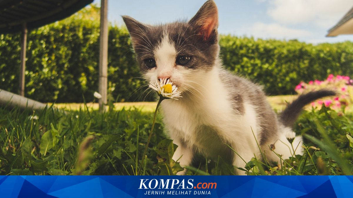 5 Bunga yang Beracun untuk Kucing