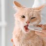 Ragam Ciri-ciri Kucing Mengalami Sakit Gigi