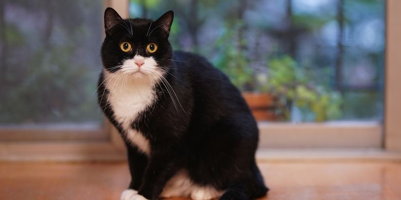 Tanda Tanda Kucing Menderita Asma Dan Cara Mengobatinya Halaman All Kompas Com