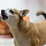5 Penyebab Anjing Menggonggong Tanpa Alasan