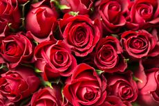 Asal-usul Mawar Merah Jadi Hadiah Populer pada Hari Valentine