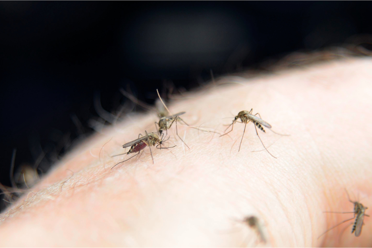 ilustrasi banyak nyamuk menggigit di rumah. Cara ampuh mengusir nyamuk di rumah saat musim kemarau.